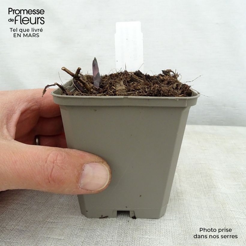 Exemplaar van Baptisia Decadence Lemon Meringue - Blauwe valse indigo Kweekpotje van 8/9 cm zoals geleverd in de lente