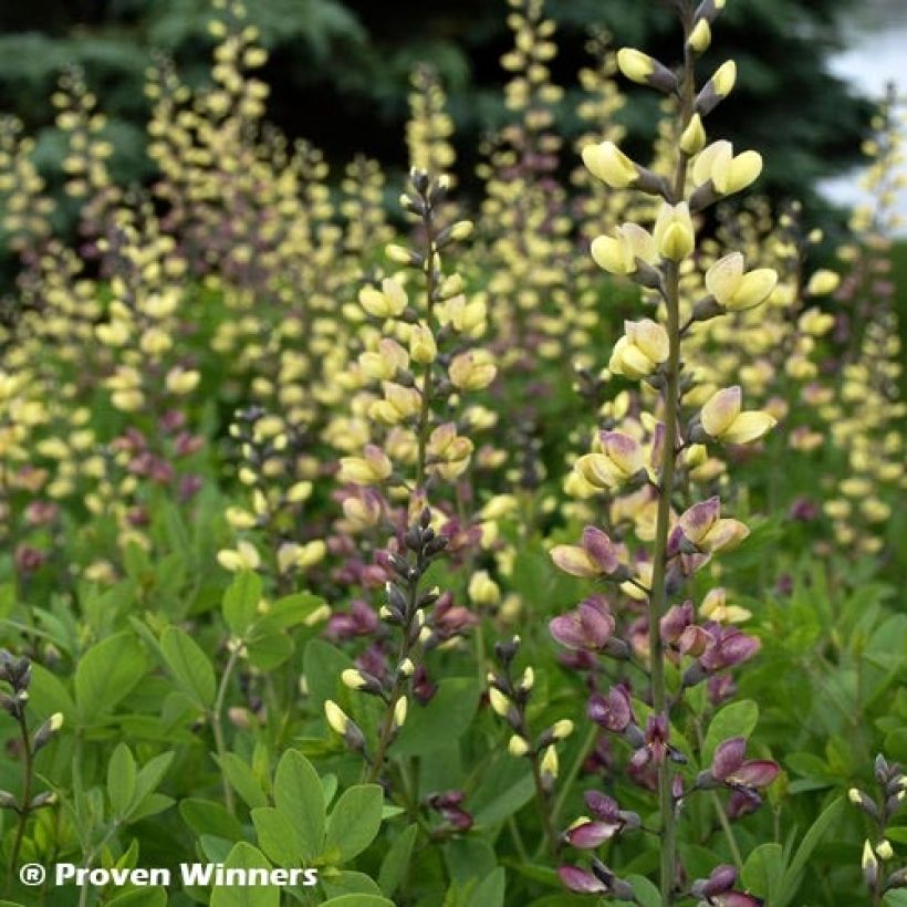 Baptisia Decadence Deluxe Pink Lemonade - Blauwe valse indigo (Foliage)
