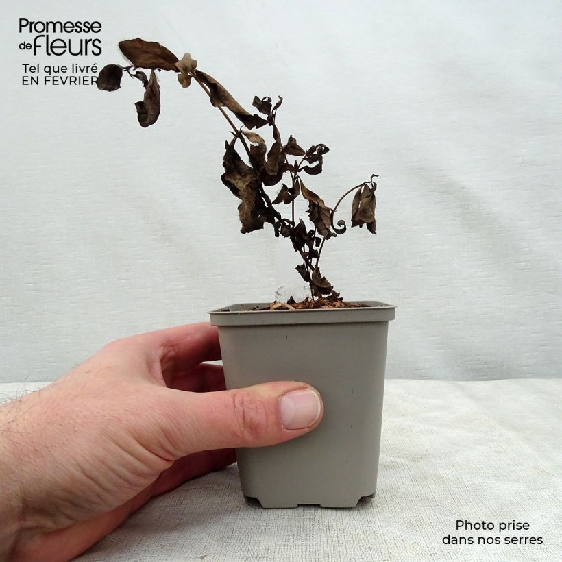 Example of Baptisia Pink Lemonade - Lupin indigo Kweekpotje van 8/9 cm as you get in hiver