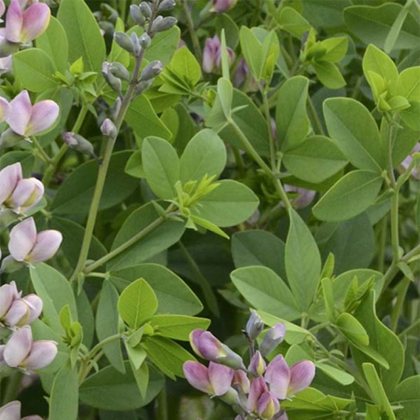 Baptisia Pink Truffles - Blauwe valse indigo (Foliage)