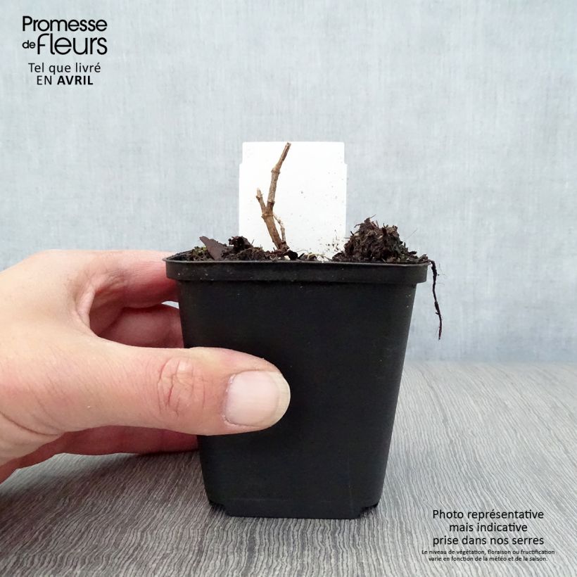 Exemplaar van Baptisia Pink Truffles - Blauwe valse indigo Kweekpotje van 8/9 cm zoals geleverd in de lente