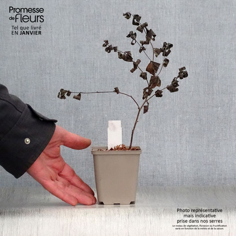 Example of Baptisia Starlite Prairieblues - Blauwe valse indigo Kweekpotje van 8/9 cm as you get in hiver