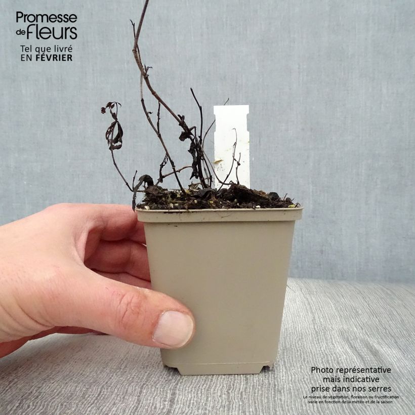 Example of Baptisia Vanilla Cream - Lupin indigo Kweekpotje van 8/9 cm as you get in hiver