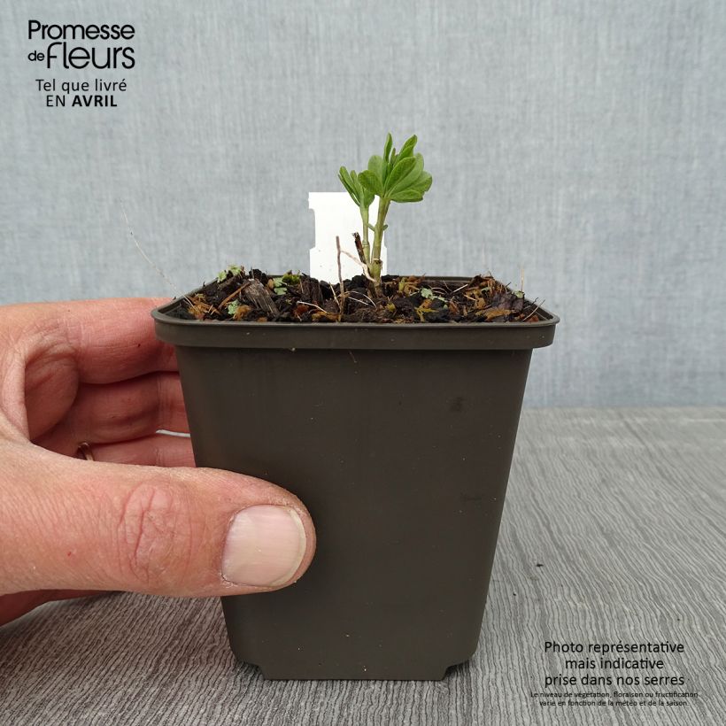 Exemplaar van Baptisia Decadence Vanilla Cream - Blauwe valse indigo Kweekpotje van 8/9 cm zoals geleverd in de lente