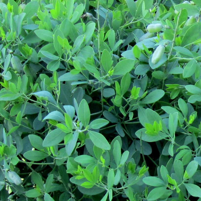 Baptisia alba var macrophylla - Valse indigo (Blad)