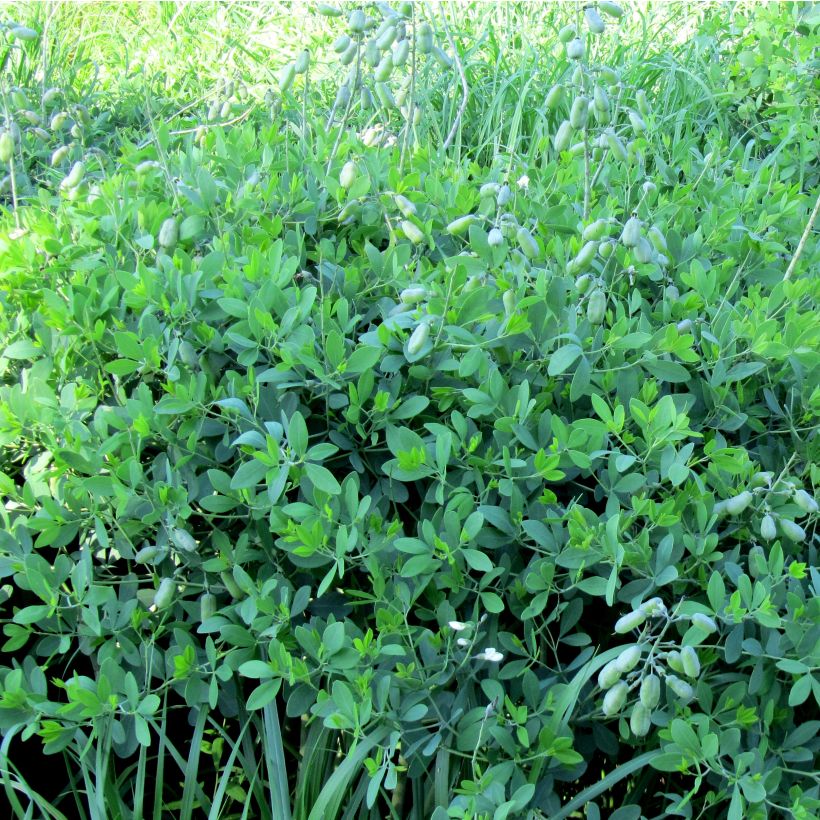 Baptisia alba var macrophylla - Valse indigo (Groeiplaats)