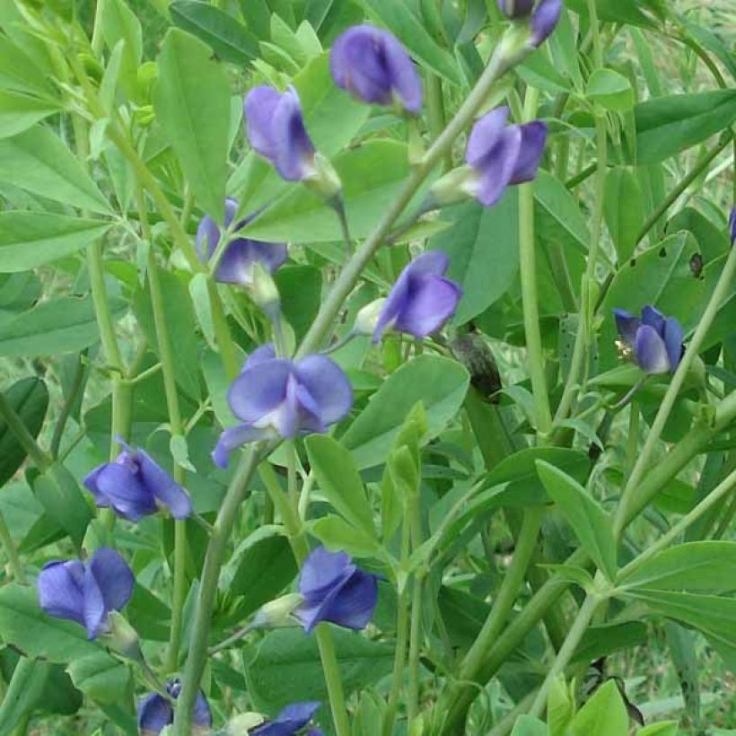 Baptisia australis - Blauwe valse indigo (Bloei)
