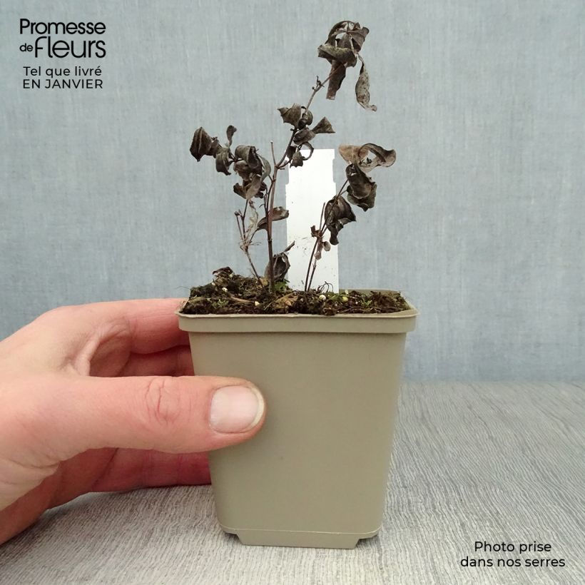 Example of Baptisia australis minor Dark Blue - Lupin indigo Kweekpotje van 8/9 cm as you get in hiver