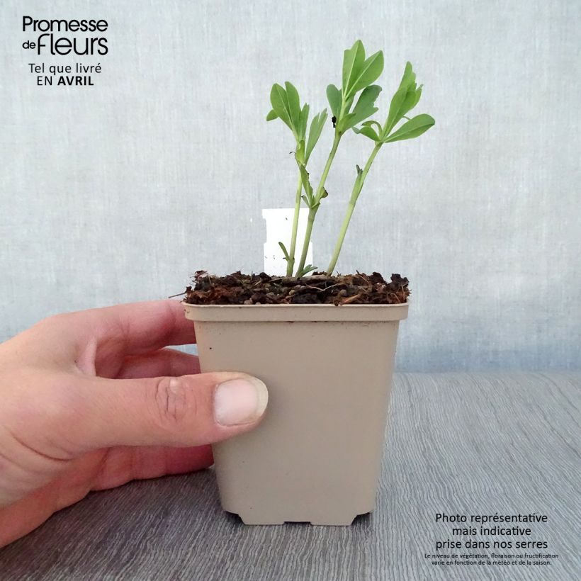 Exemplaar van Baptisia australis var. minor Dark Blue - Valse indigo Kweekpotje van 8/9 cm zoals geleverd in de lente