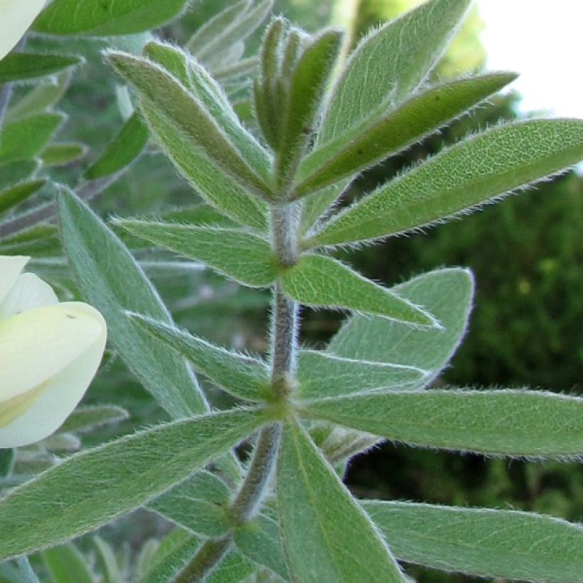 Baptisia bracteata - Valse indigo (Foliage)