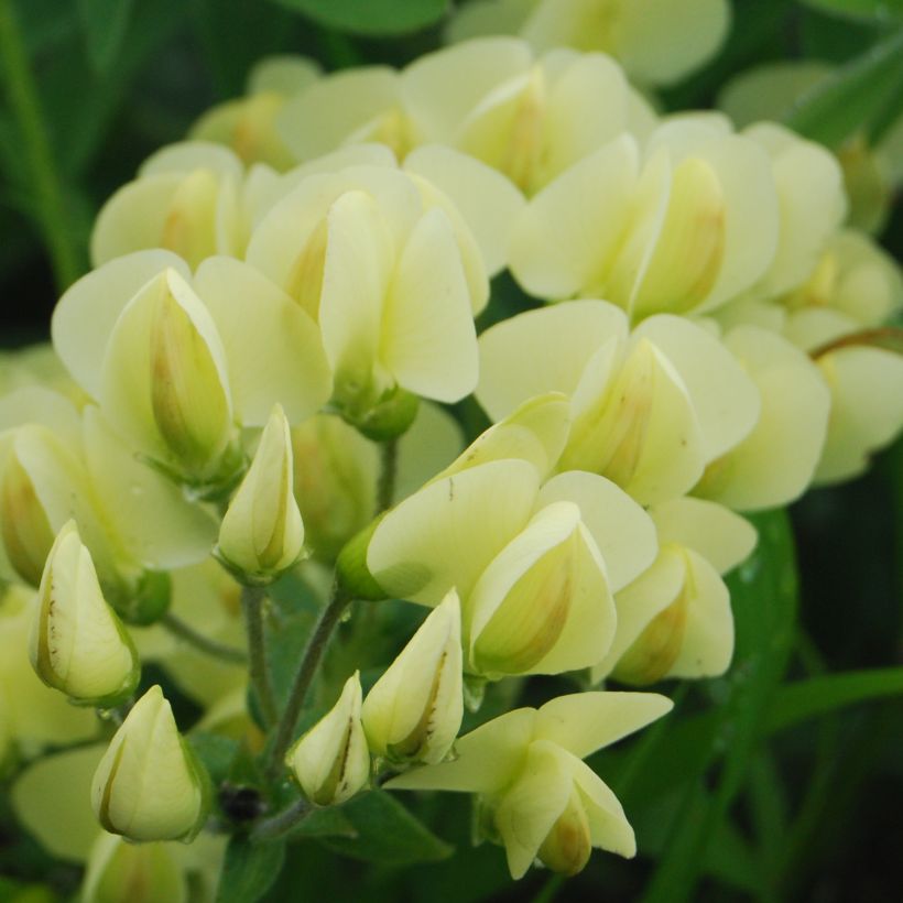 Baptisia bracteata - Valse indigo (Flowering)