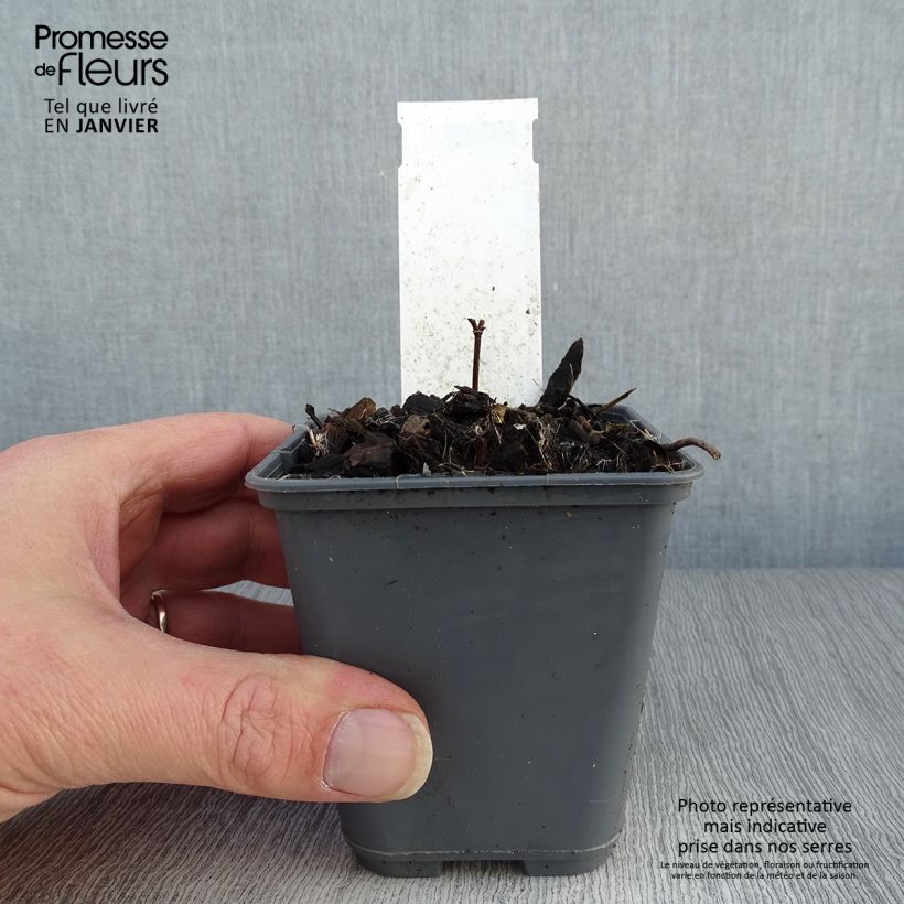 Example of Baptisia bracteata - Faux Lupin Kweekpotje van 8/9 cm as you get in hiver