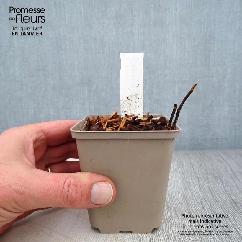 Example of Baptisia pendula alba - Valse indigo Kweekpotje van 8/9 cm as you get in hiver