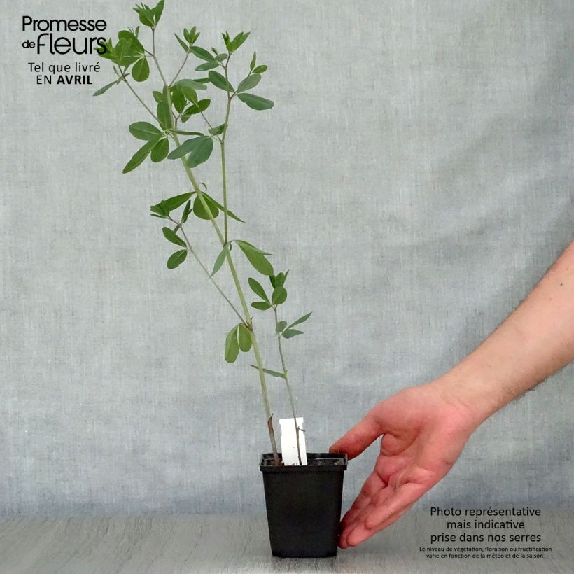 Exemplaar van Baptisia sphaerocarpa - Valse indigo Kweekpotje van 8/9 cm zoals geleverd in de lente
