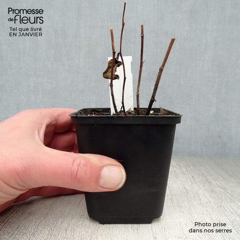 Example of Baptisia sphaerocarpa (= viridis) - Faux indigo jaune. Kweekpotje van 8/9 cm as you get in hiver