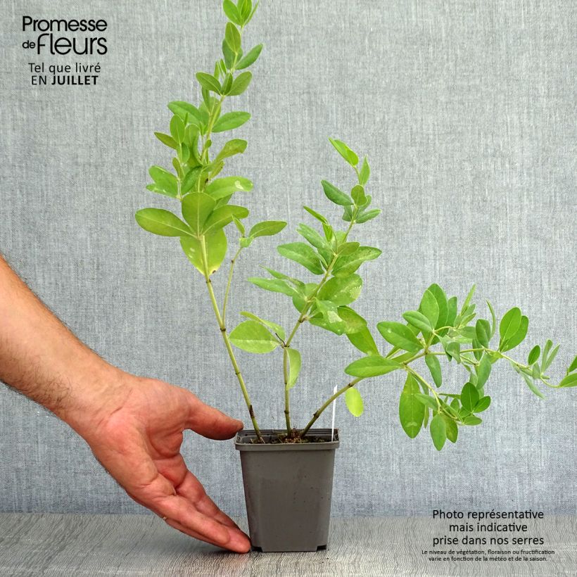 Exemplaar van Baptisia sphaerocarpa - Valse indigo Kweekpotje van 8/9 cm zoals geleverd in de zomer