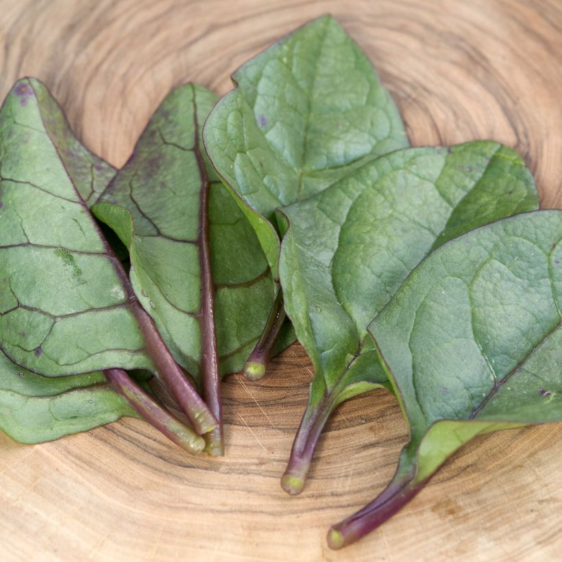 Malabar spinazie Select Red - Basella alba (zaad) (Blad)