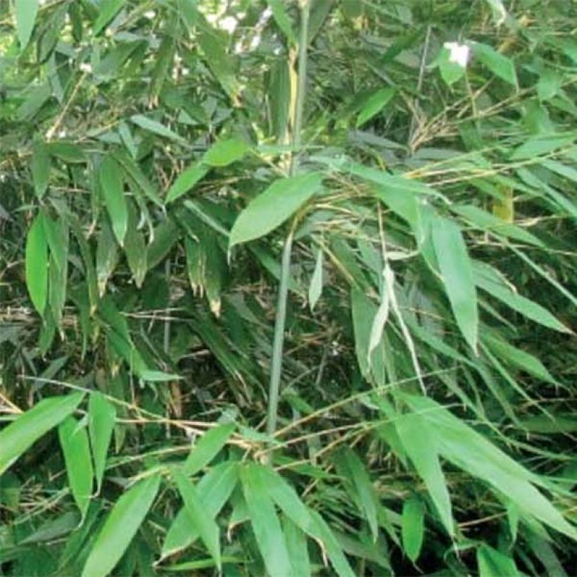Bashania fargesii - Bergbamboe (Foliage)