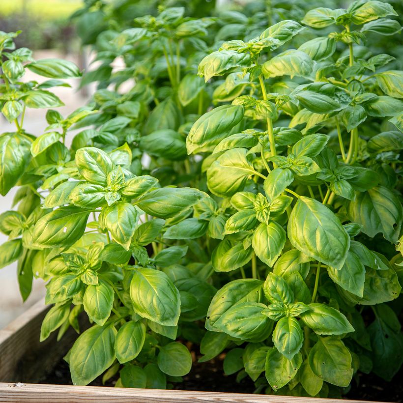 Basilicum Genovese BIO (Groeiplaats)