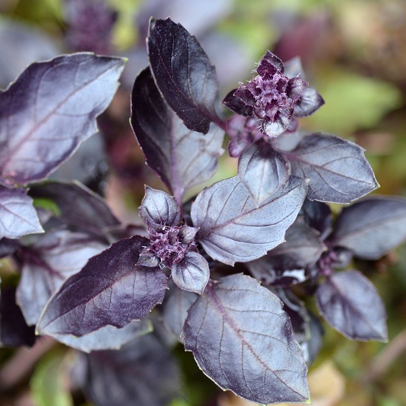 Basilicum Dark Opal (Blad)