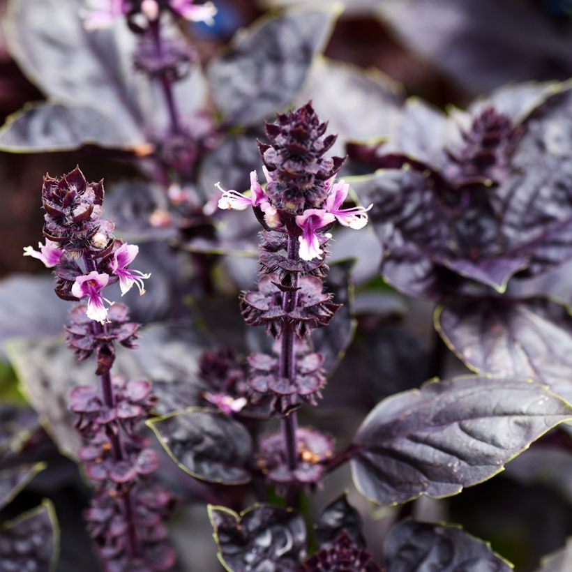 Basilicum Dark Opal (Bloei)