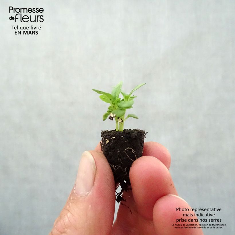 Exemplaar van Dwergbasilicum Fijn groen BIO Mini-mot Ø 1,5/2,5 cm zoals geleverd in de lente