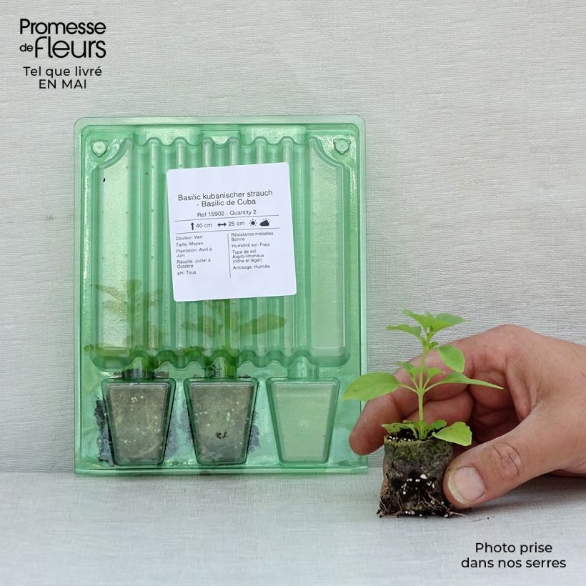 Exemplaar van Cubaans basilicum Mini-mot Ø 3/4 cm zoals geleverd in de lente