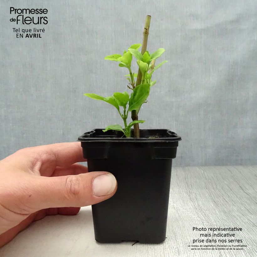 Exemplaar van Anijsbasilicum Selloi meerjarih Kweekpotje van 8/9 cm zoals geleverd in de lente