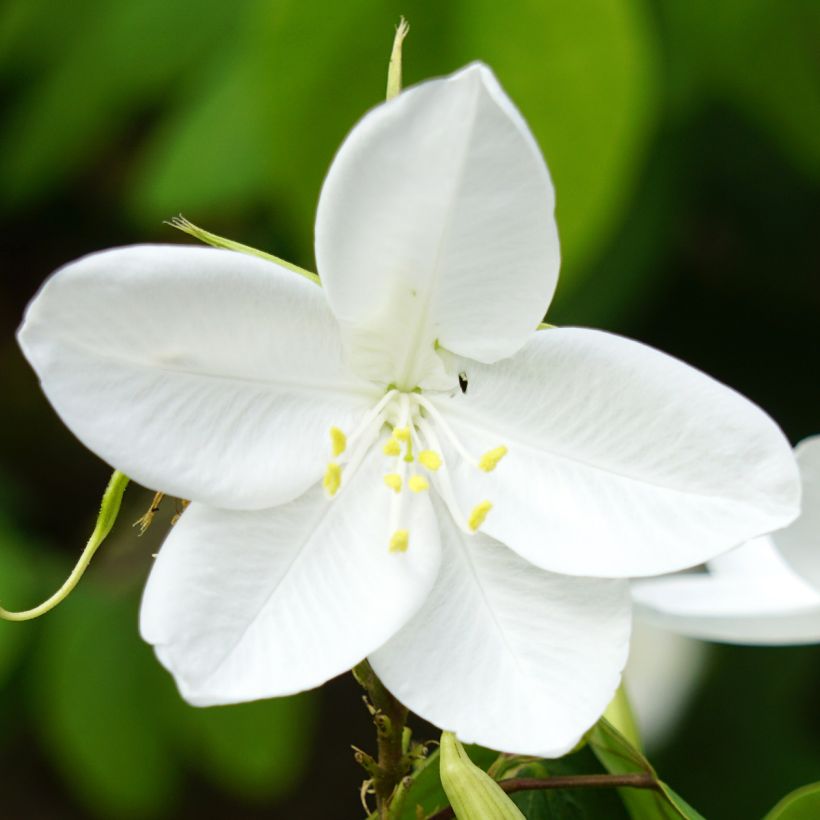 Bauhinia acuminata - Witte orchideënboom (Flowering)