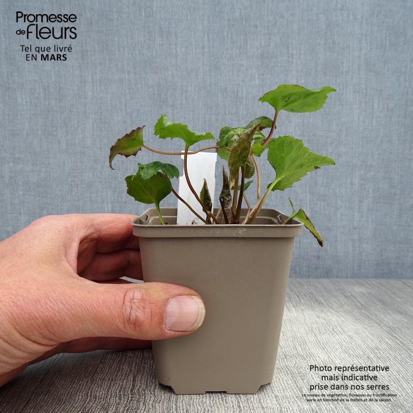 Exemplaar van Beesia calthifolia - Knolbegonia Kweekpotje van 8/9 cm zoals geleverd in de lente