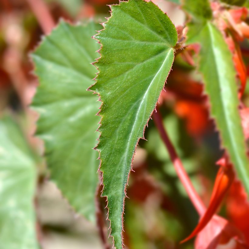 Begonia boliviensis Santa Cruz - Boliviaanse hangbegonia (Blad)