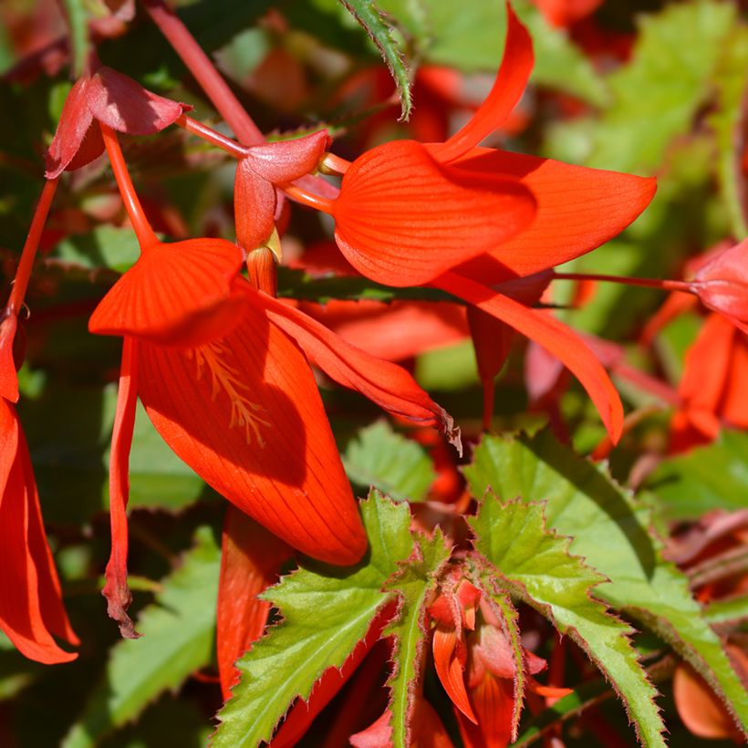 Begonia boliviensis Santa Cruz - Boliviaanse hangbegonia (Bloei)