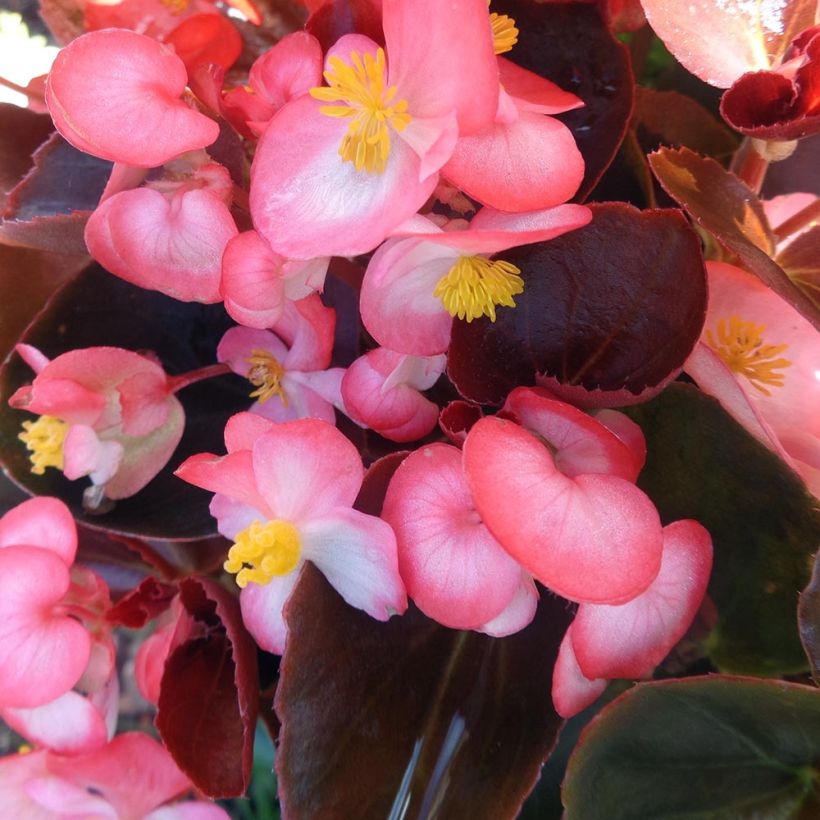 Begonia Big F1 Roze Brons Blad - Perkbegonia (Flowering)