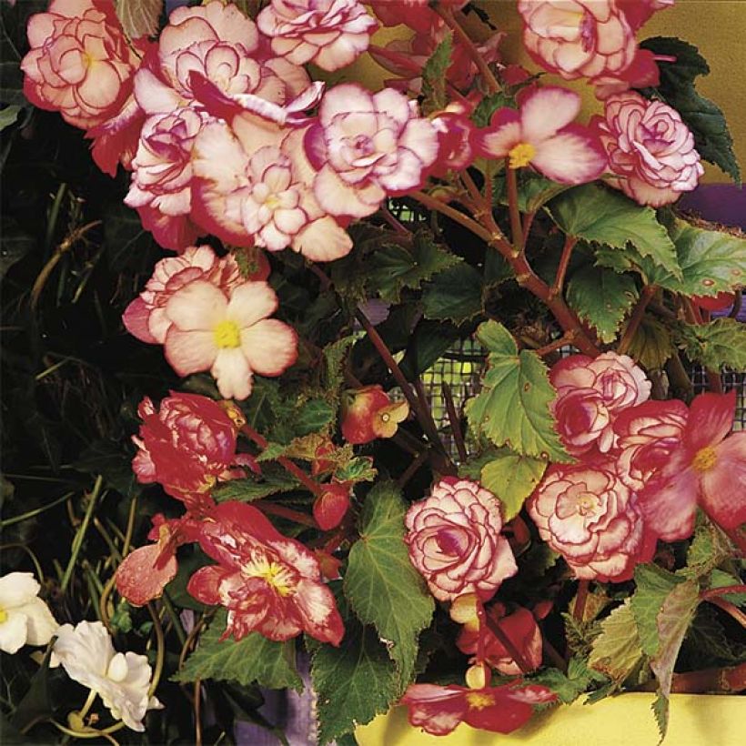 Begonia tuberhybrida Bouton de Rose - Knolbegonia (Plant habit)