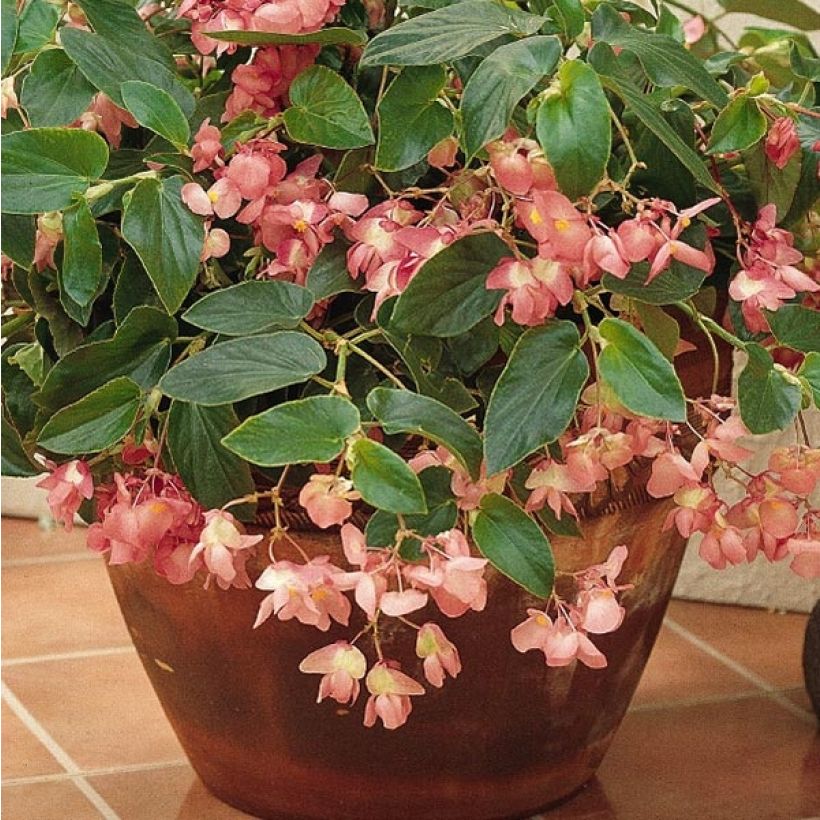 Begonia Dragon Wing Roze in plantgoed - Waterbegonia (Foliage)