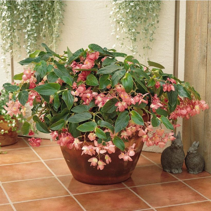 Begonia Dragon Wing Roze in plantgoed - Waterbegonia (Plant habit)