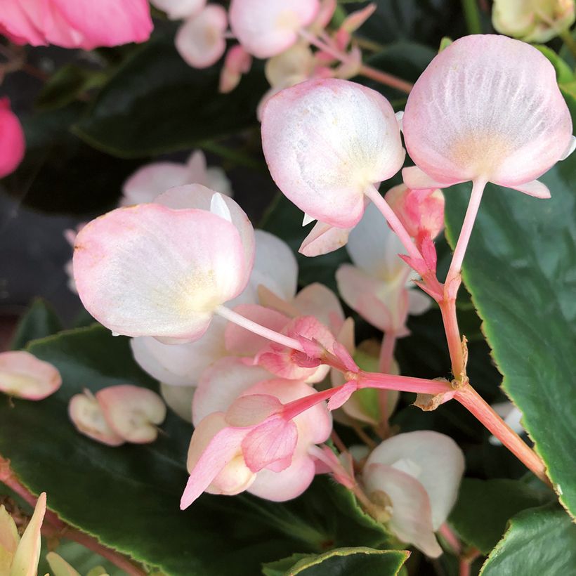 Begonia Dragon Wing Wit - Begonia (Bloei)