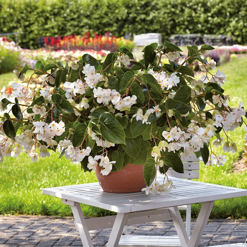 Begonia Dragon Wing Wit - Begonia (Groeiplaats)