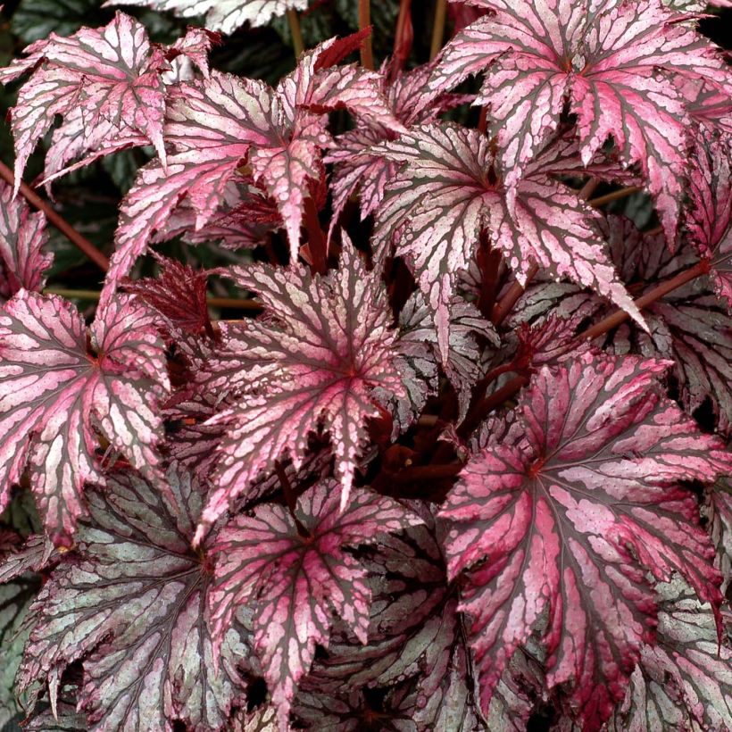 Begonia Garden Angel Plum - Bladbegonia (Blad)