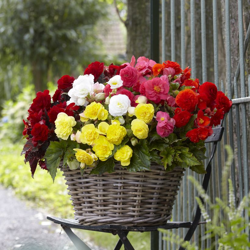 Begonia tuberhybrida Multiflora Maxima Mix 6 Couleurs - Knolbegonia (Plant habit)