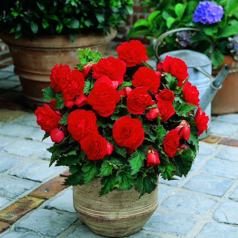 Begonia Non Stop Scarlet - Knolbegonia (Plant habit)