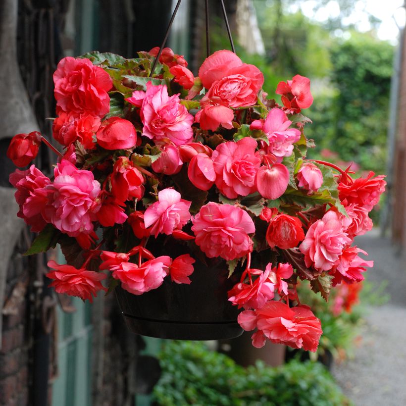 Begonia Odorata Pink Delight - Knolbegonia (Bloei)