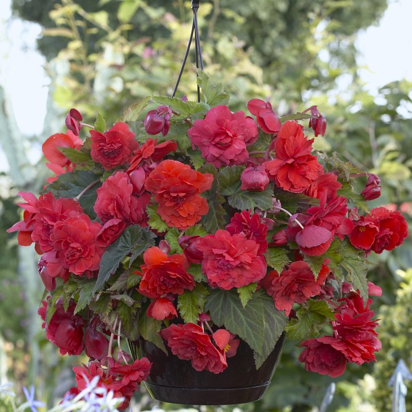 Begonia Odorata Red Glory - Knolbegonia (Bloei)