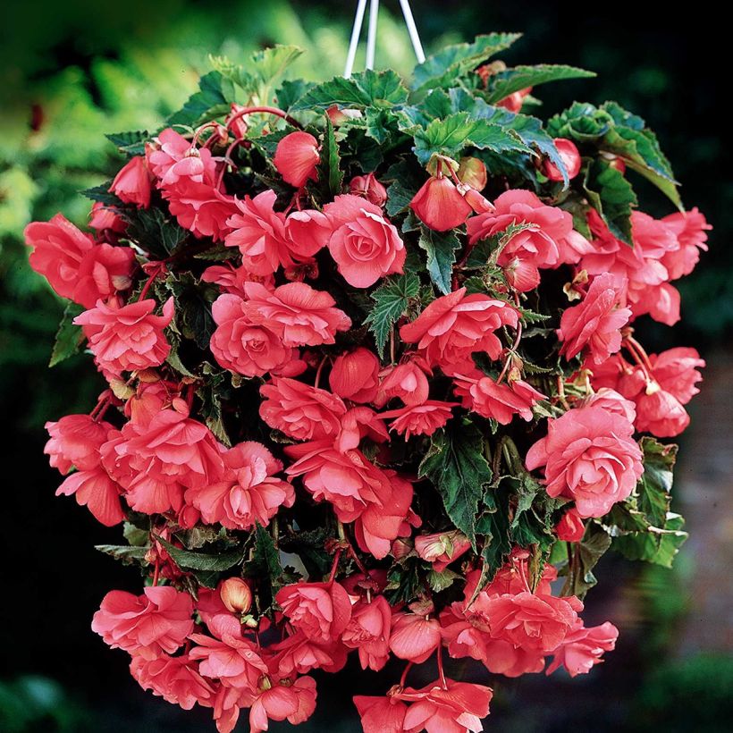 Begonia tuberhybrida Cascade Roze - Knolbegonia (Flowering)
