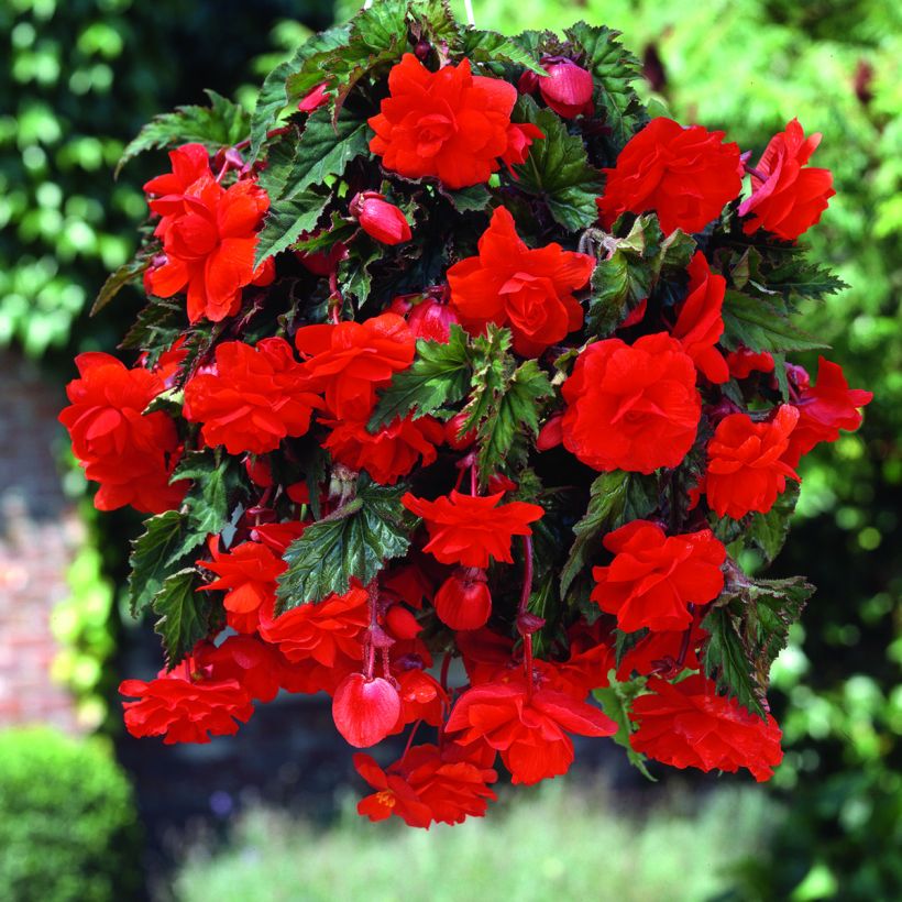 Begonia tuberhybrida Cascade Scarlet - Knolbegonia (Bloei)