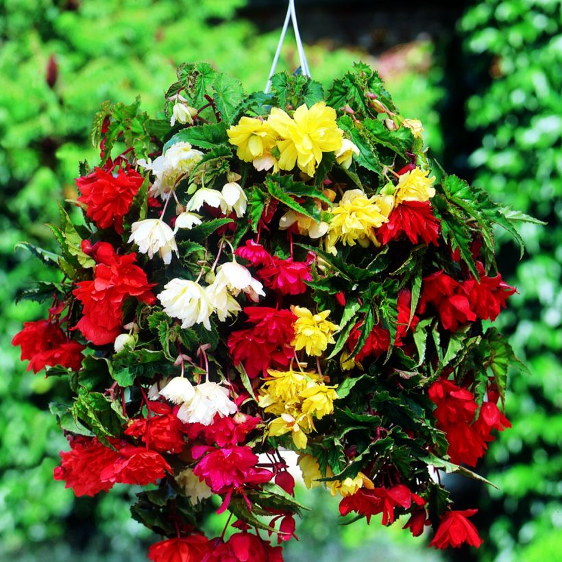 Begonia tuberhybrida Pendula Mix 6 Couleurs - Knolbegonia (Flowering)