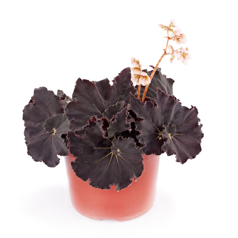 Begonia Rex Dark Mambo - Bladbegonia (Groeiplaats)