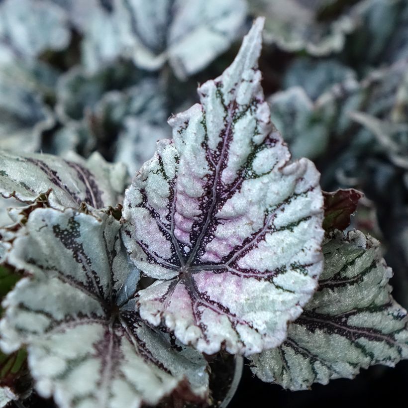 Begonia Rex Dew Drop - Bladbegonia (Blad)