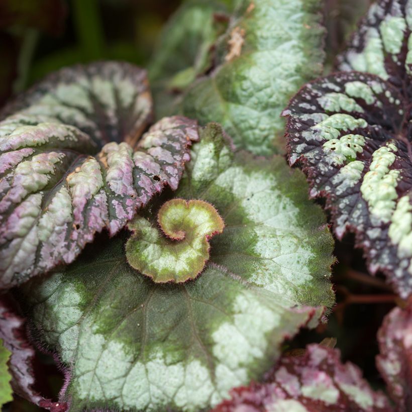 Begonia Rex Escargot - Bladbegonia (Blad)
