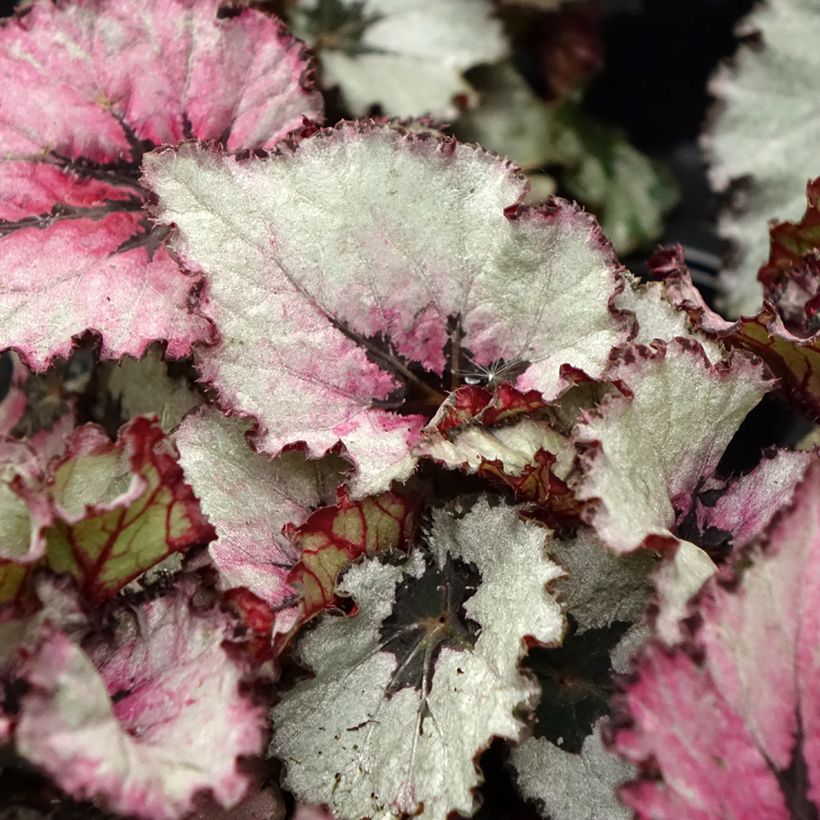 Begonia Rex Red Heart - Bladbegonia (Blad)
